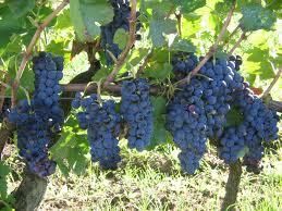 CEPAS: AGLIANICO