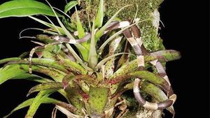 MARAVILLAS DE LA NATURALEZA