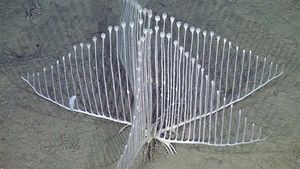 MARAVILLAS DE LA NATURALEZA