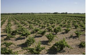 BODEGA O.FOURNIER RIBERA DEL DUERO - ESPAÑA