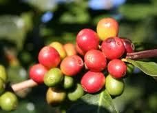LAS FLORES DEL CAFÉ - Beatriz Lizarazu de Anzola