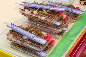 yakisoba en barquettes