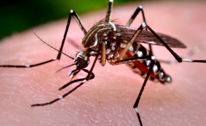 Mosquitos aedes aegypti mata mas de 250 Brasilenõs en 6 meses