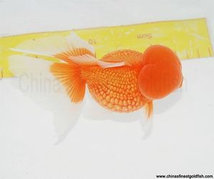 Pesci tropicali di acqua dolce e marini