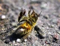 Les abeilles en danger