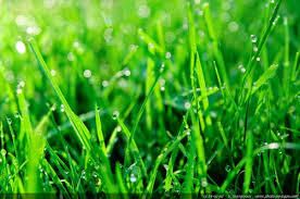 Comment se débarrasser des mauvaises herbes