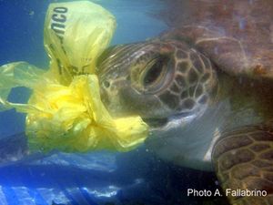 Les sacs plastique : un réel danger pour la faune et la flore marine