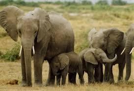 L'éléphant a le meilleur odorat du règne animal