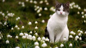Le muguet, une plante aussi jolie que dangereuse pour vos animaux