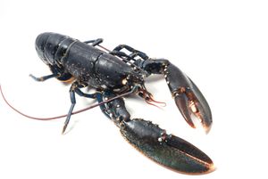 Homard grillé au rhum brun et piment