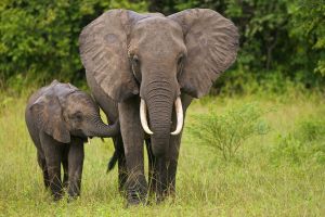 Ivoire : les éléphants sans défense