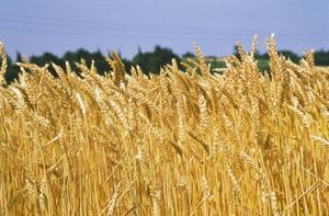 GRANO ARMANDO, La pasta italiana ha un volto. Anzi mille: quelli degli Agricoltori della filiera "Armando