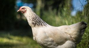 La Bolivie ne veut pas des poulets de Bill Gates