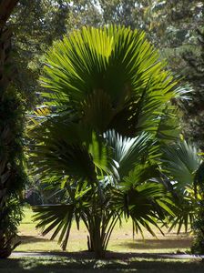 JARDIN DE PAMPLEMOUSSES