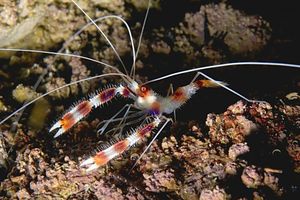 La grande crevette nettoyeuse