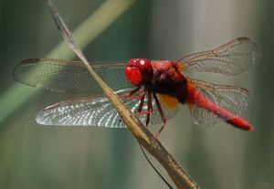 La libellule