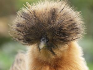 Poule soie