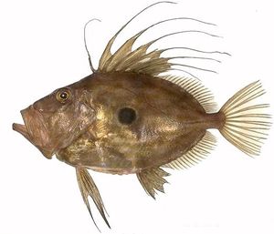 Le saint-pierre, un divin poisson ...