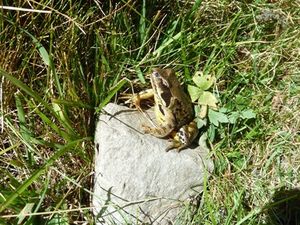 Briançonnais : col d'Arcine