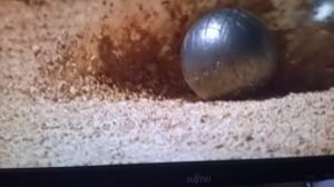 Actualités résultats pétanque Tarn