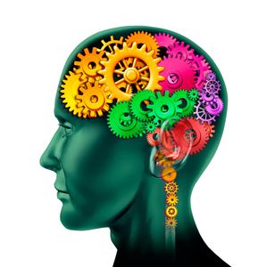 Les rouages du cerveau