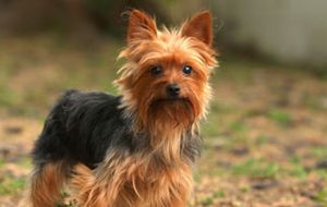 Dressera din lilla hund