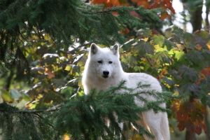 Le loup et son habitat
