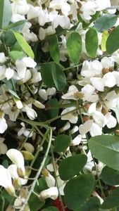 beignets de fleurs d'acacia