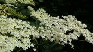 beignets de fleurs de sureau