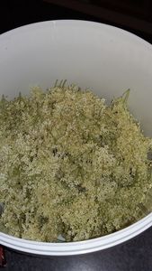 gelée de fleurs de sureau