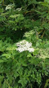 gelée de fleurs de sureau