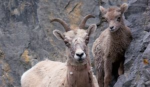 J'aurais bien aimé faire cette photo mais elle n'est pas de moi...