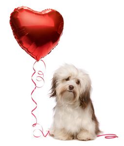 La Saint Valentin