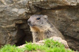 Beethoven: La Marmotte, Op 52 No 7