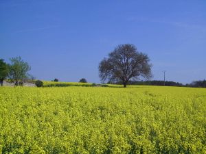 Roland de Lassus: Dis moi beau printemps