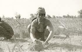 indochinois en Camargue