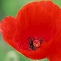 Il y a cent ans... 100° anniversaire de la Première Guerre Mondiale