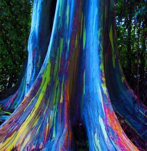 Hawaii: l' albero dell' eucalipto arcobaleno