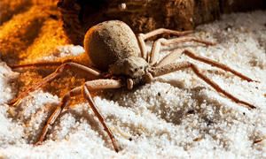 I 5 ragni velenosi più pericolosi del mondo