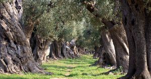 Una speranza per gli ulivi secolari del Salento