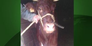 Cornette, la vache qui ne voulait pas mourir