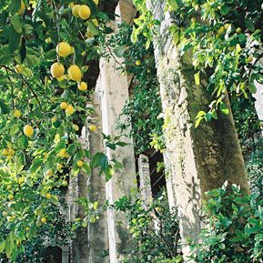 Die Limonaie am Gardasee