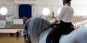 Beziehung zwischen Mensch und Pferd