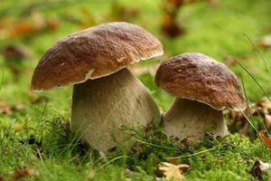 ECHANGE DE SAVOIRS : Rando' Champignons ce MERCREDI 15 OCTOBRE à 14h30