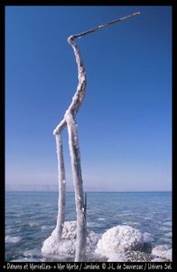 Le Héron de la Mer Morte