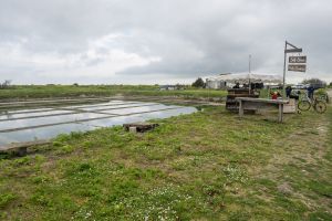 A la découverte d'autres sites salicoles atlantiques.