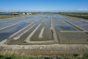 A la découverte d'autres sites salicoles atlantiques.