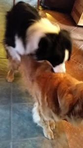 Que c'est embarassant: mon chien monte les autres chiens!