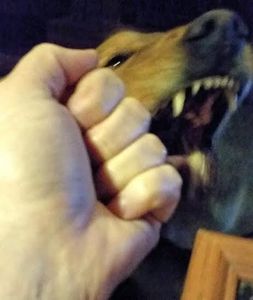Outch! Pitou me mord les doigts!