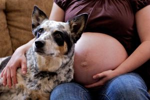 Comment faire côtoyer agréablement chien et bébé?